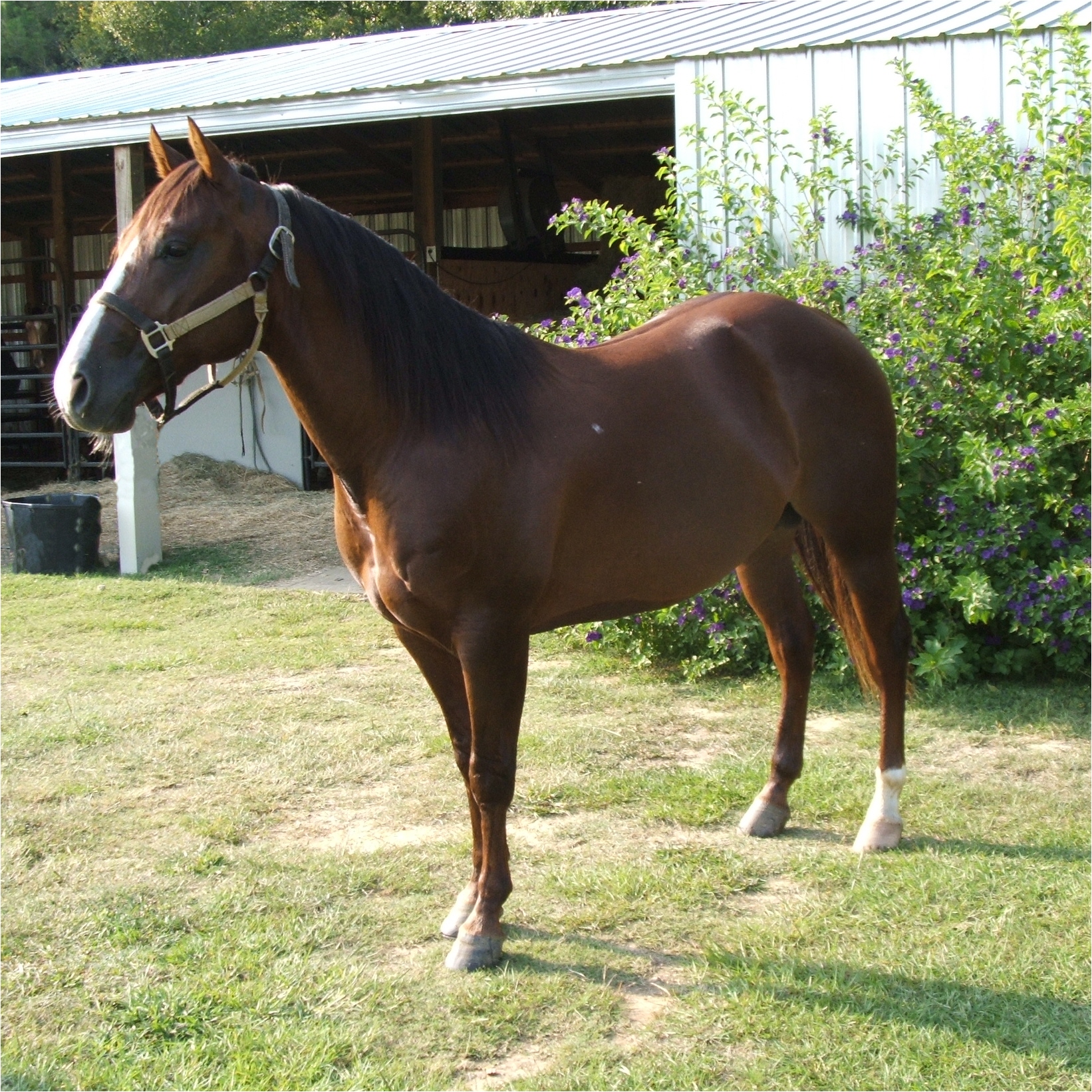 quarter horse stud quarter horse stud
